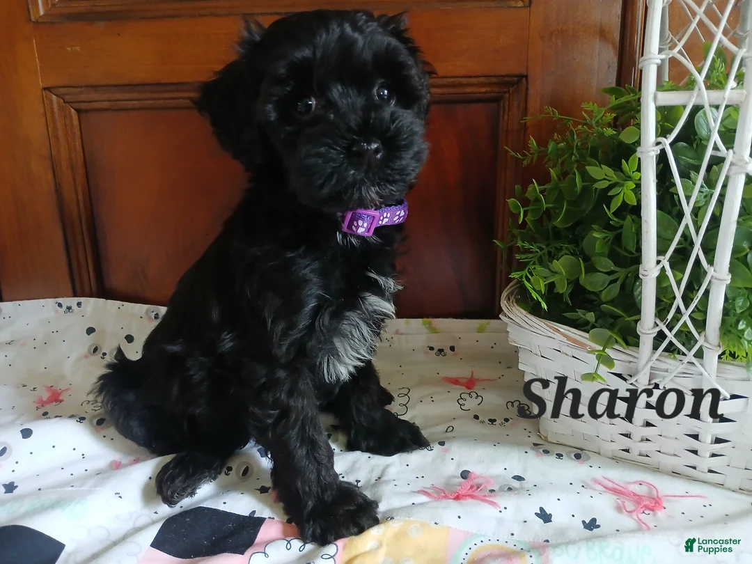 Havapoo dogs for sale: Sharon - Ad 2