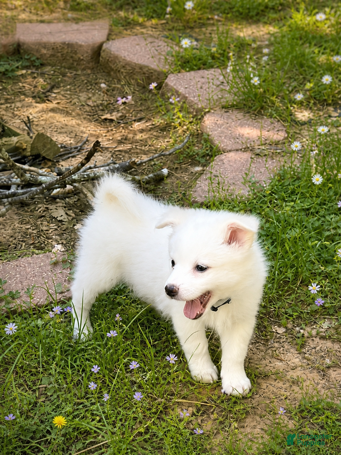 American Eskimo dogs for sale: American Eskimo Puppy 2 - Ad 2
