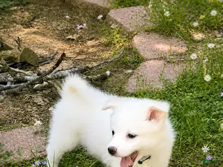 American Eskimo dogs for sale: American Eskimo Puppy 2 - Ad 2