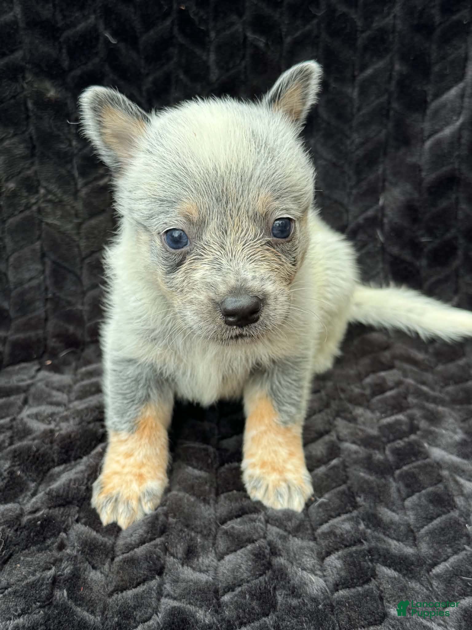 Australian Cattle Dog dogs Australian Cattle Dog (Plain Face) - Ad 11