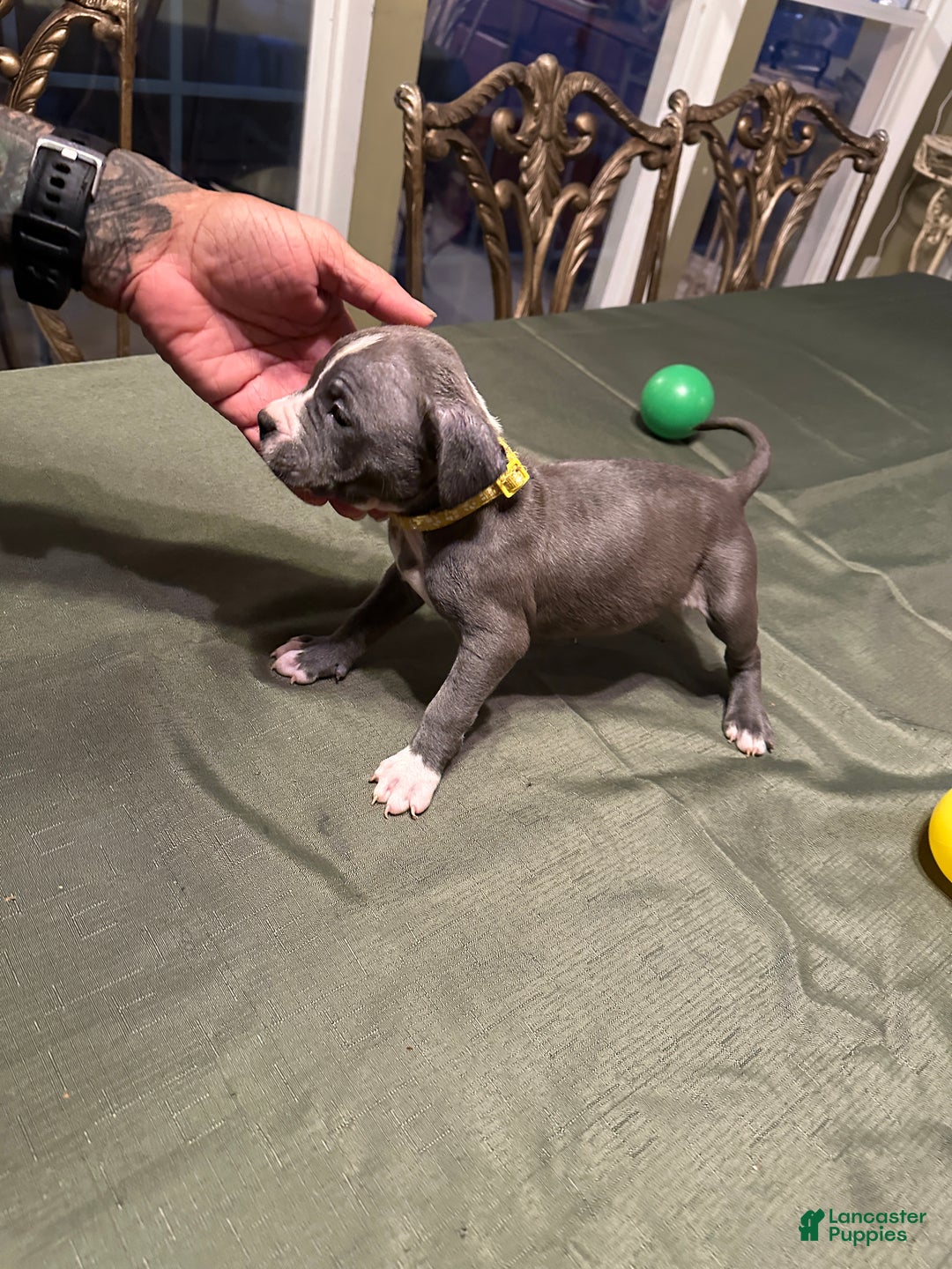 American Bully dogs for sale: Bella (Yellow) ABKC Blue - Ad 12