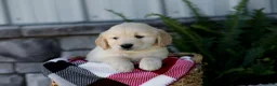 Golden Retriever dogs for sale: Bennett - Ad 2