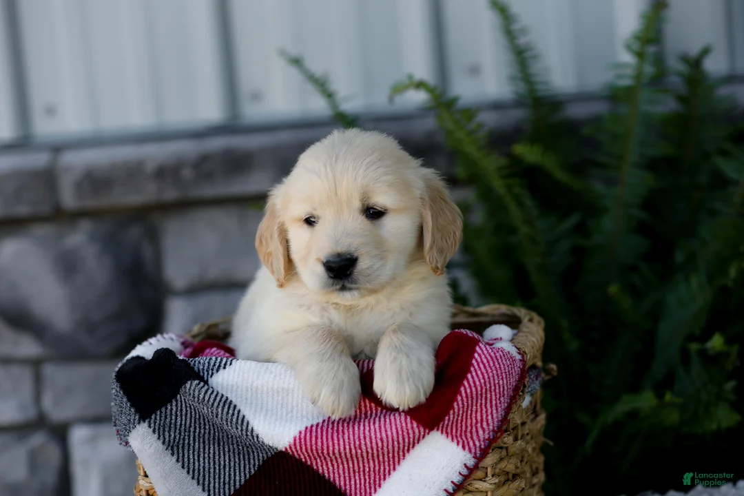 Golden Retriever dogs for sale: Bennett - Ad 2