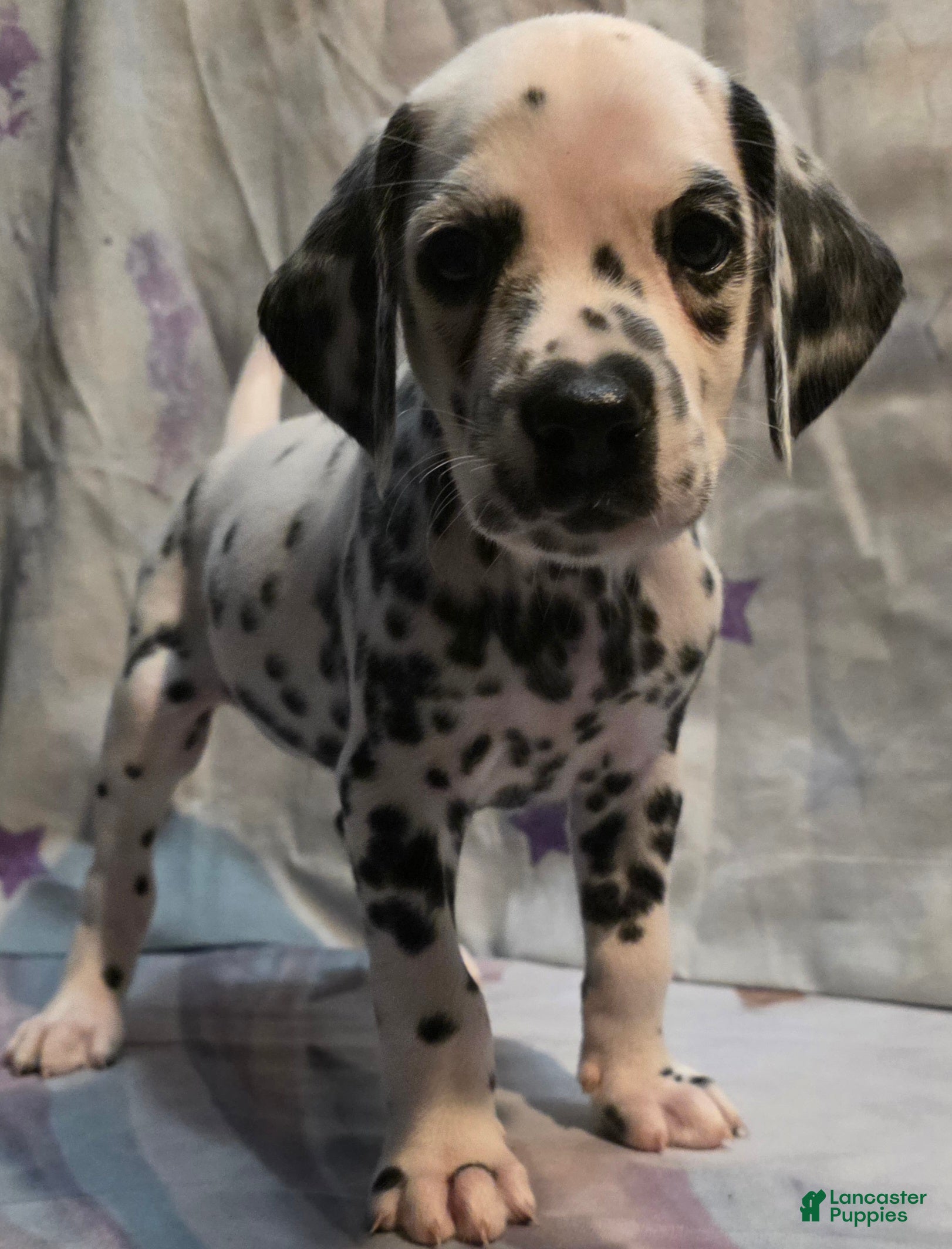 Dalmatian dogs Zion - Ad 1