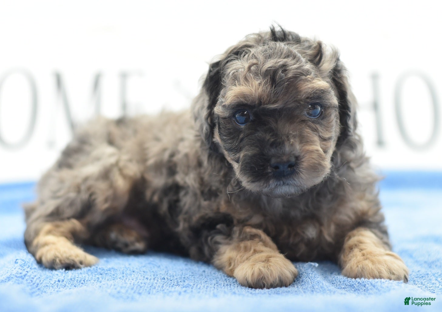 Toy Poodle dogs for sale: Bentley  - Ad 2