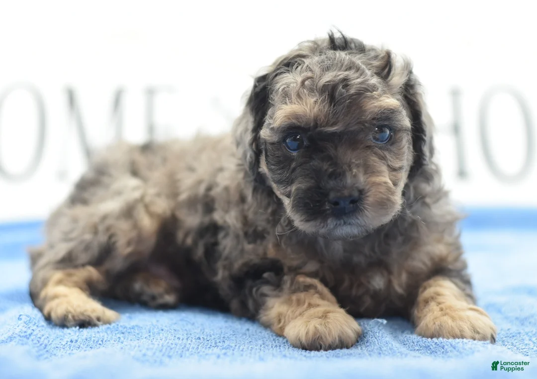 Toy Poodle dogs for sale: Bentley  - Ad 2