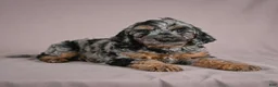 Cockapoo dogs for sale: Arnold - Ad 3