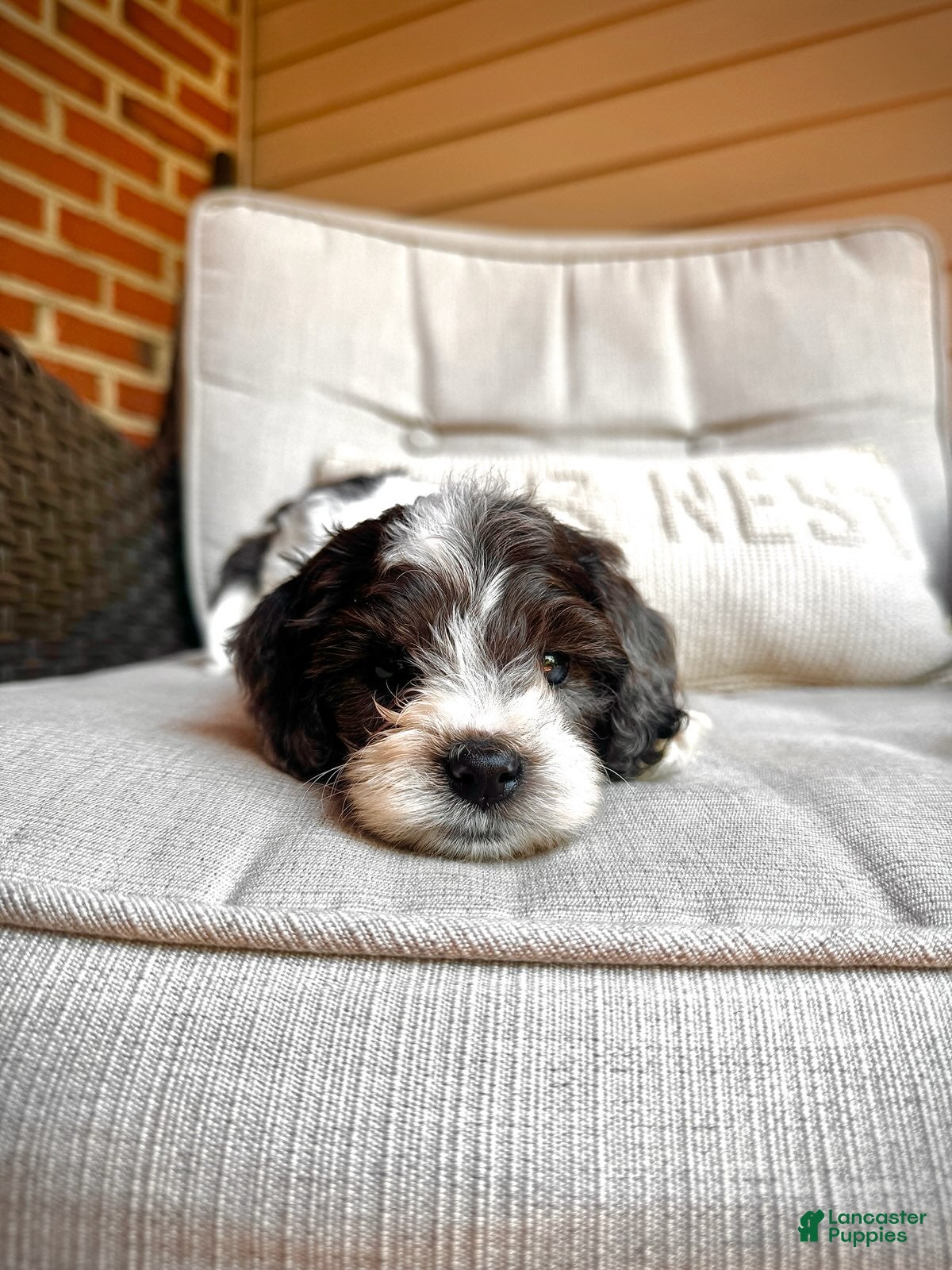 Mini Goldendoodle dogs Winston - F1b Golden Doodle - Ad 1