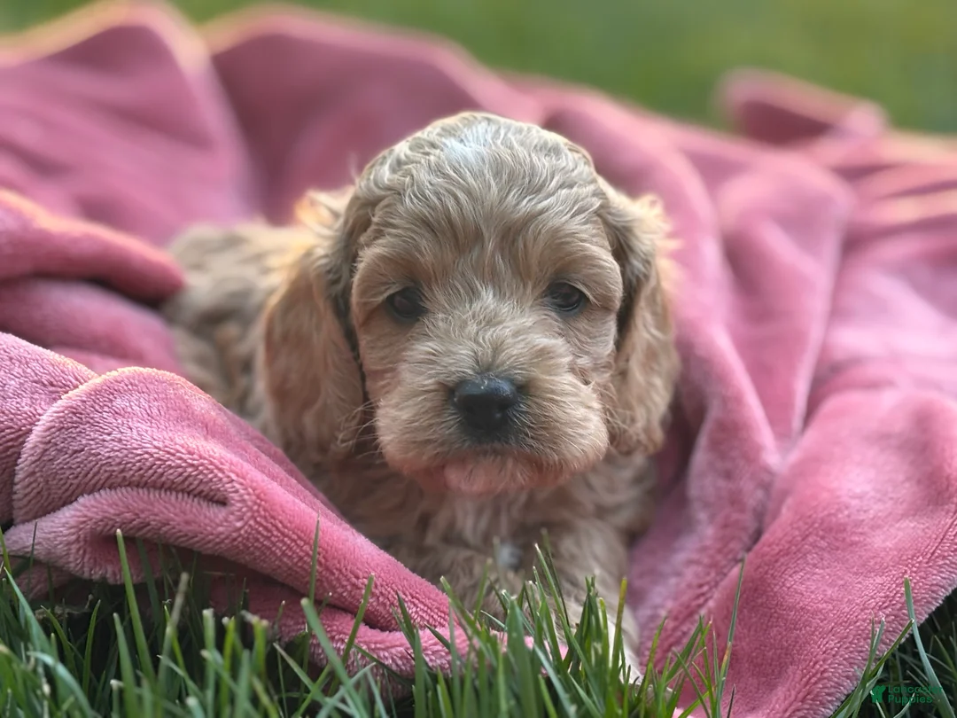 Cockapoo dogs for sale: Sebastian - Ad 2