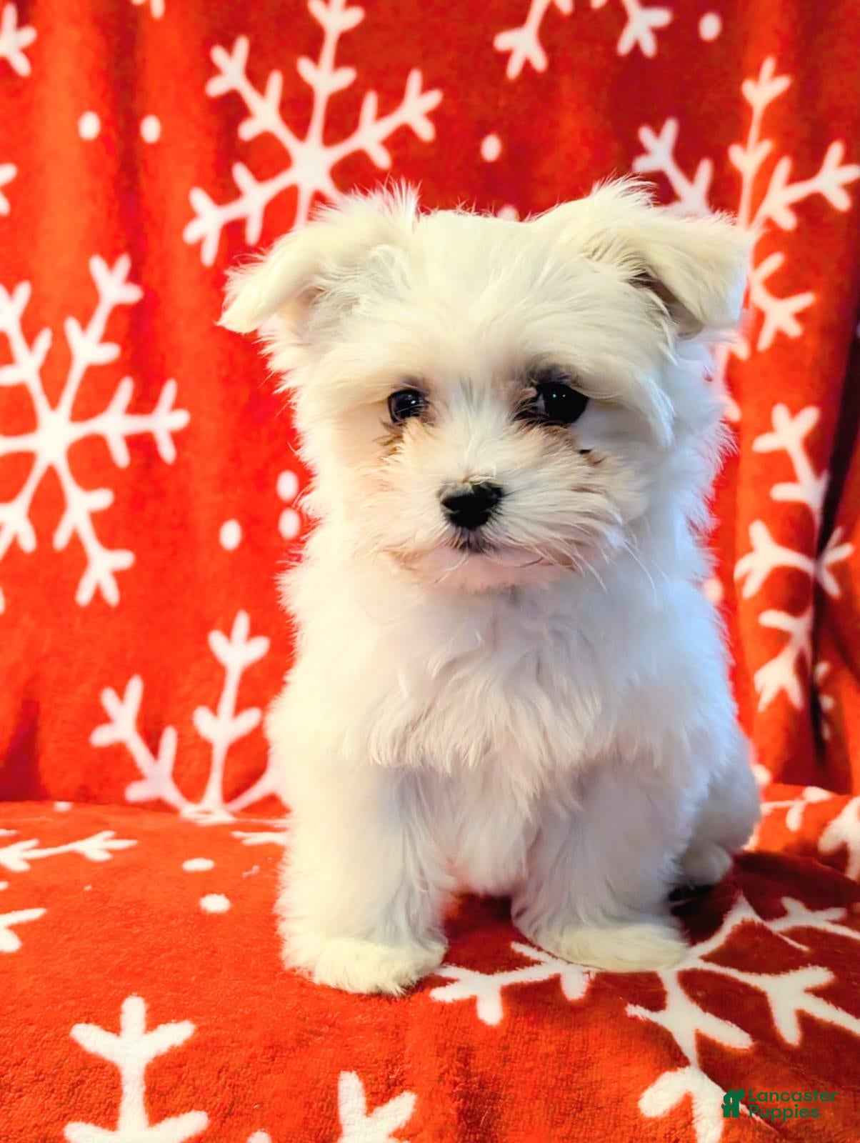 Maltese dogs Maltese Puppy 1 - Ad 10