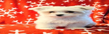 Maltese Puppy 1
