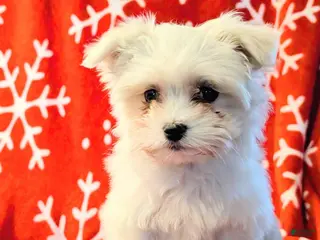 Maltese dogs Maltese Puppy 1 - Ad 10