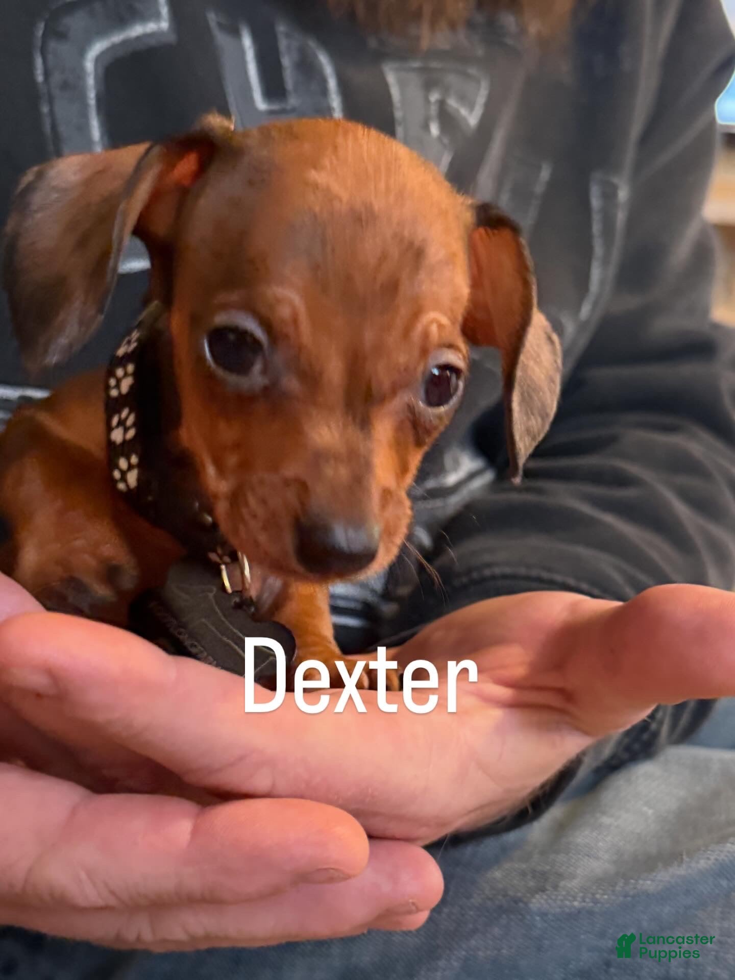 Miniature Dachshund dogs Miniature Dachshund Puppy 1 - Ad 2