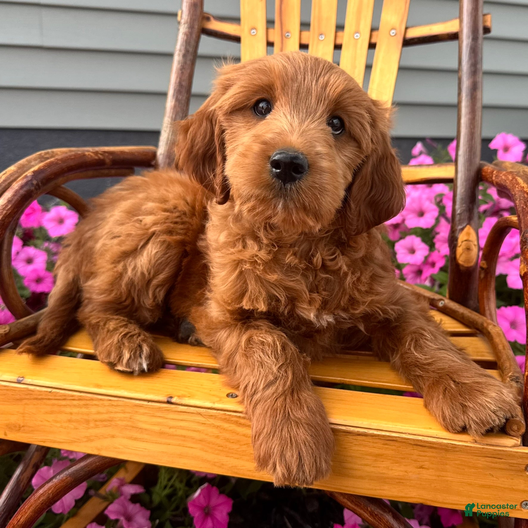 Mixed Breed dogs Cinnamon - Ad 2