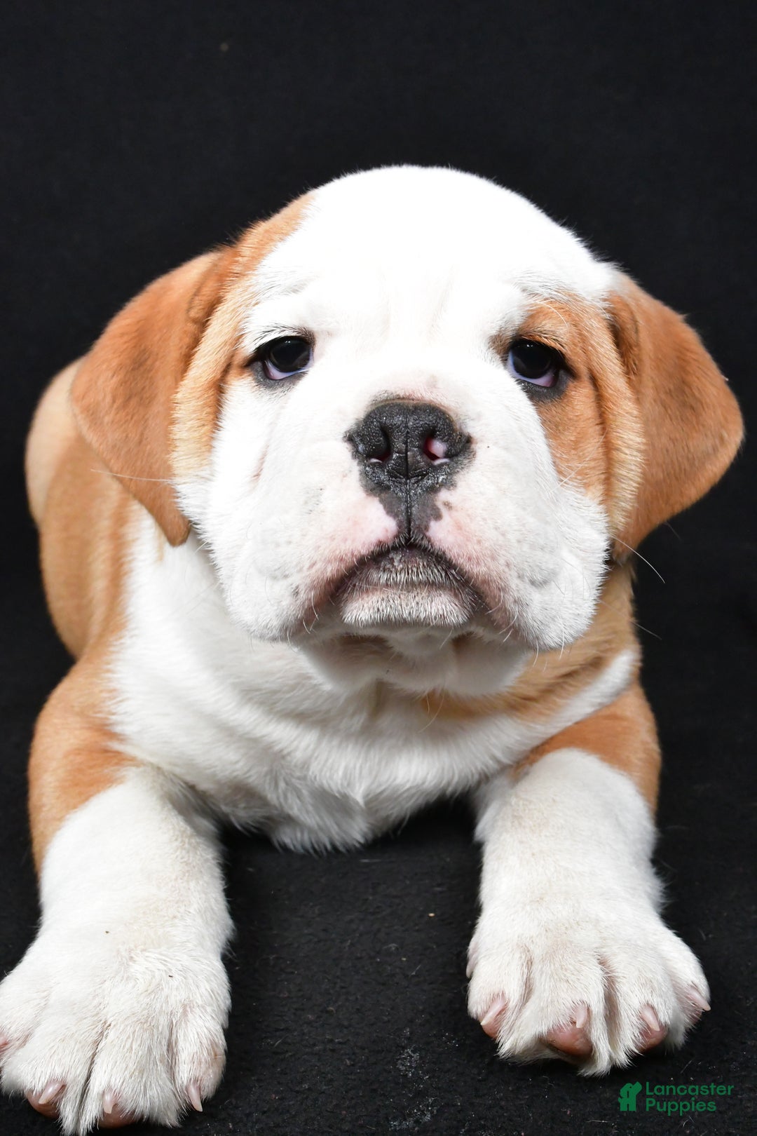 Mixed Breed dogs for sale: Cash - Ad 7