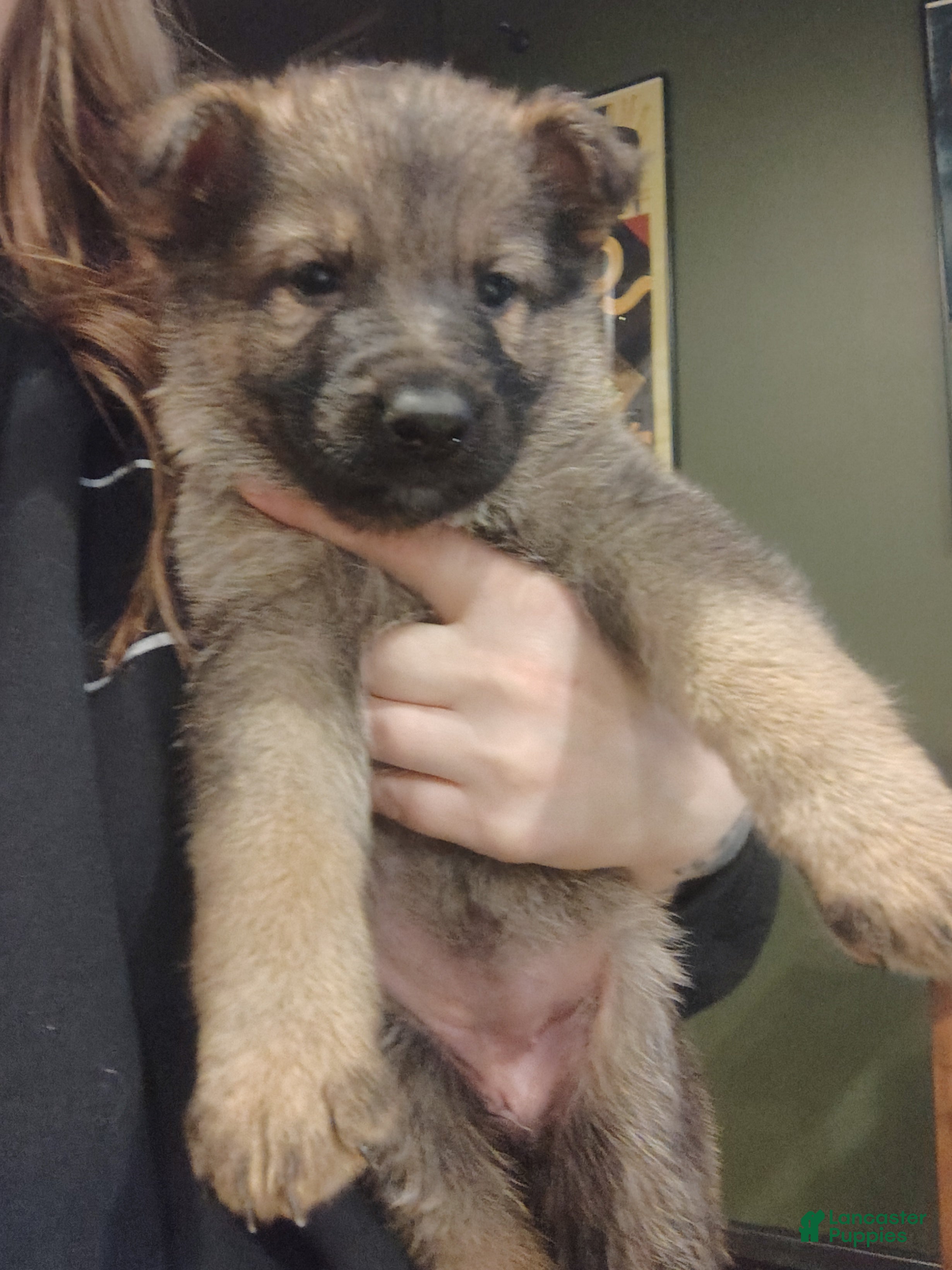 German Shepherd dogs Fern - Ad 2