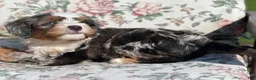 Mixed Breed dogs for sale: Noodle - Ad 6