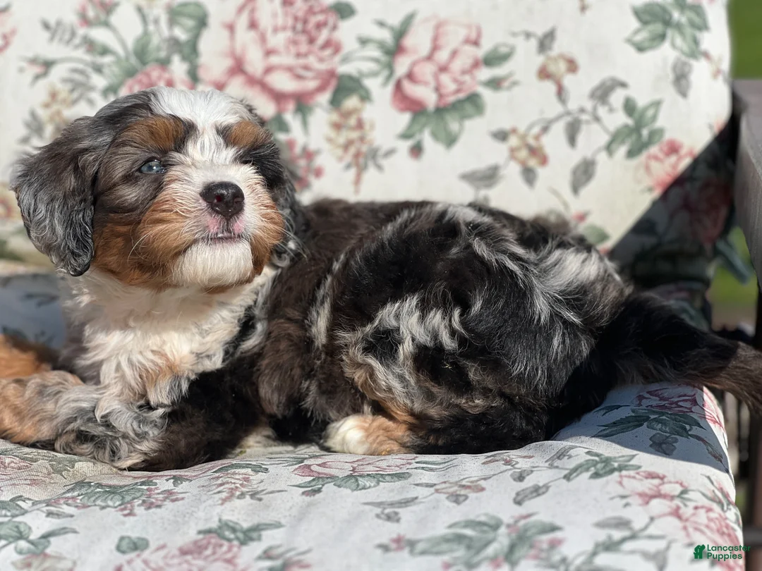 Mixed Breed dogs for sale: Noodle - Ad 6
