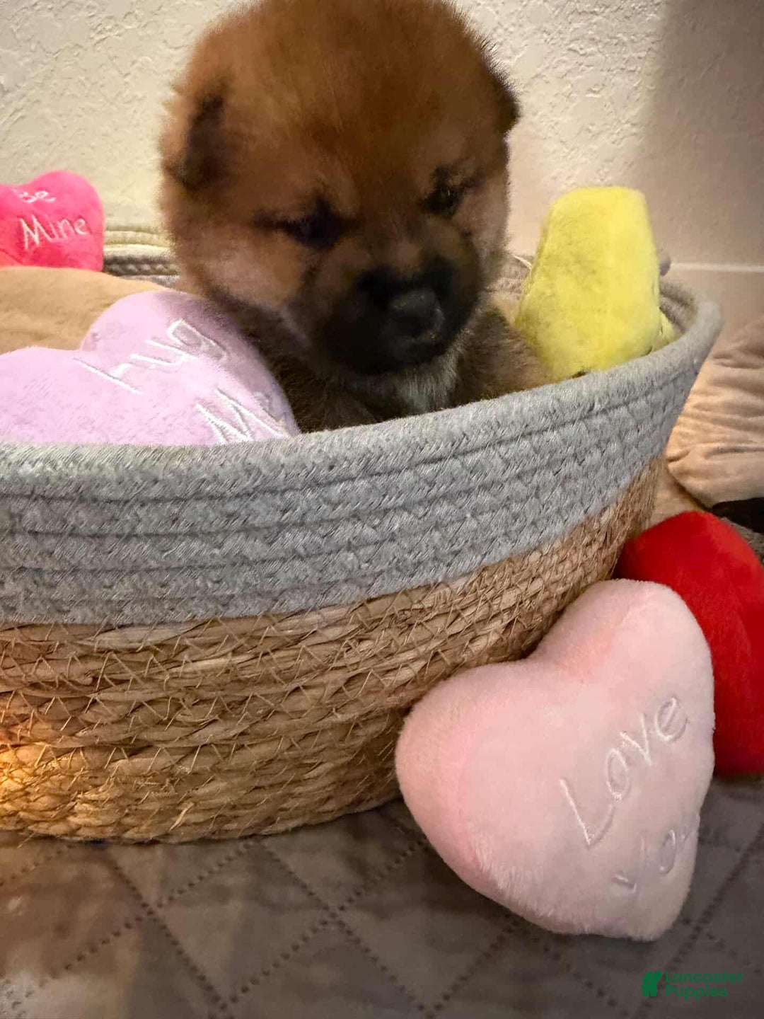 Shiba Inu dogs for sale: Momo - Ad 7