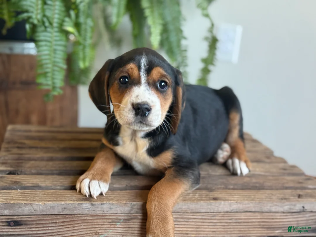 Mixed Breed dogs for sale: Barry - Ad 4