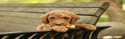 Mini Goldendoodle dogs for sale: Coleman - Ad 5