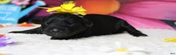 Schnoodle dogs for sale: Cabernet  - Ad 4