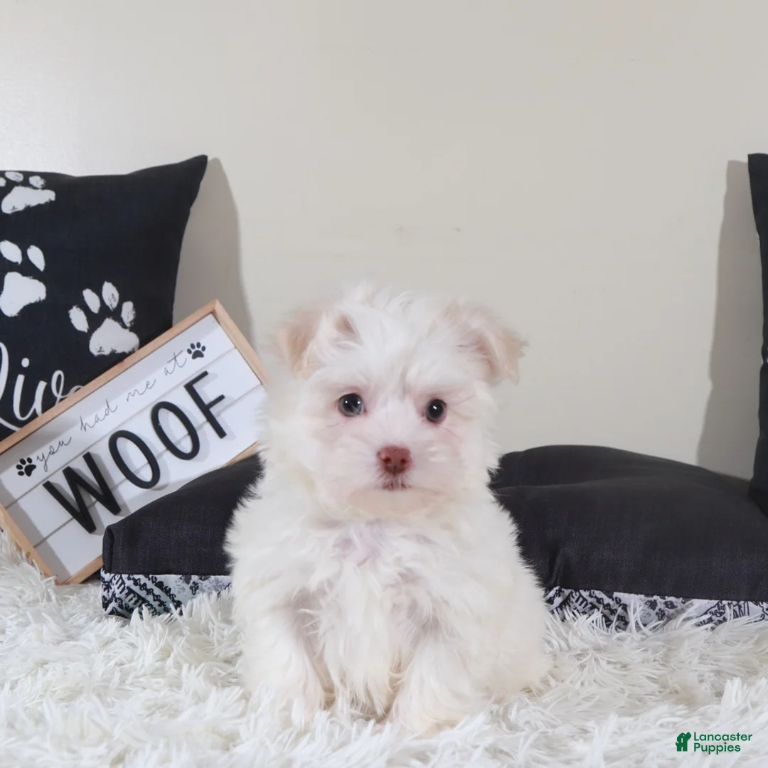 Havanese dogs for sale: Havanese Puppy Stormy - Ad 4