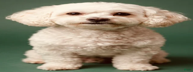 Rosie