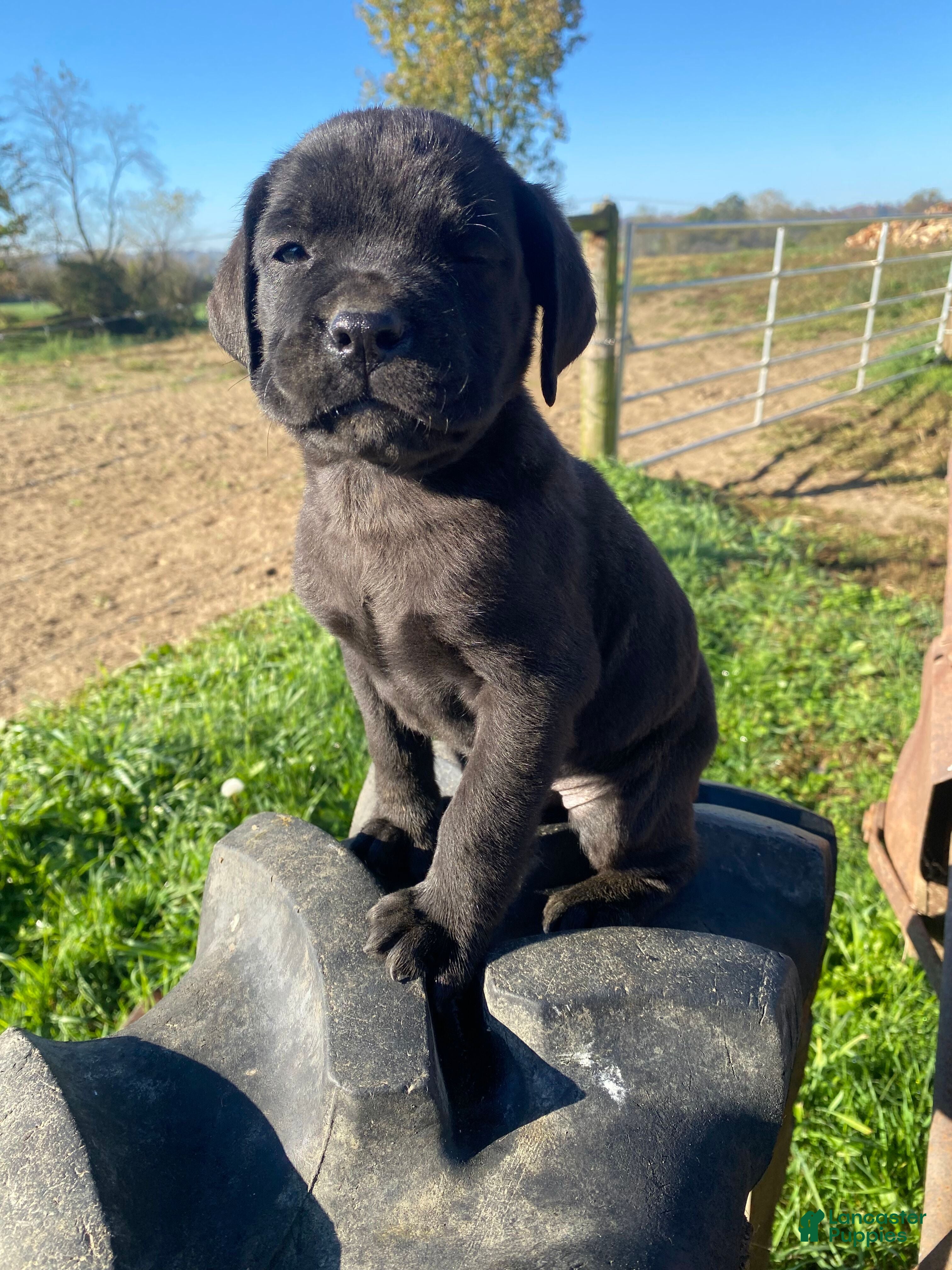 Cane Corso dogs for sale: Cooper - Ad 1