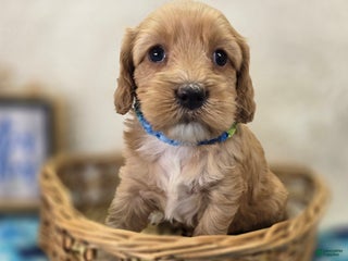 Cockapoo dogs Captain Walden - Ad 35