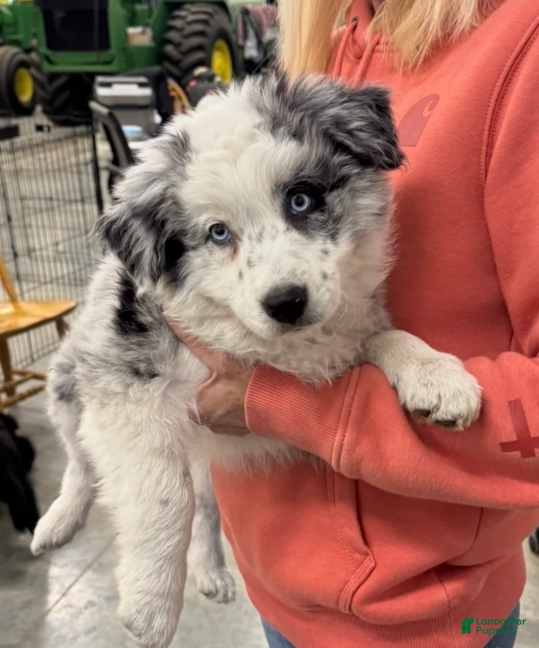 Border Collie dogs for sale: Border Collie 1 - Ad 1