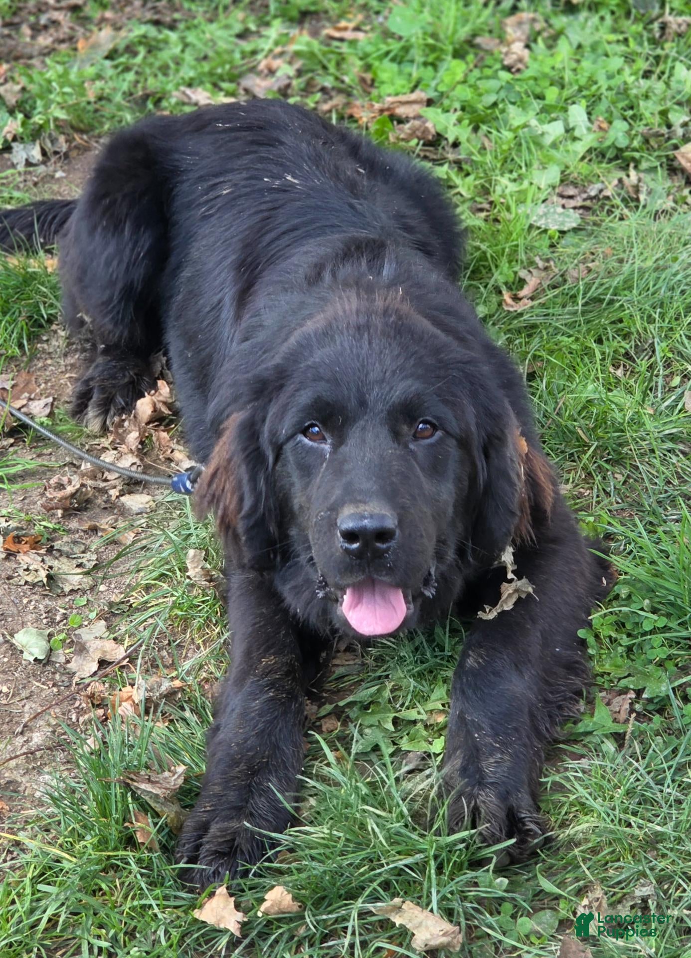 Newfoundland dogs for sale: Newfoundland 1- Pink - Ad 30