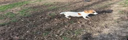 Jack Russell Terrier dogs for sale: UKC Ziggy - Ad 7