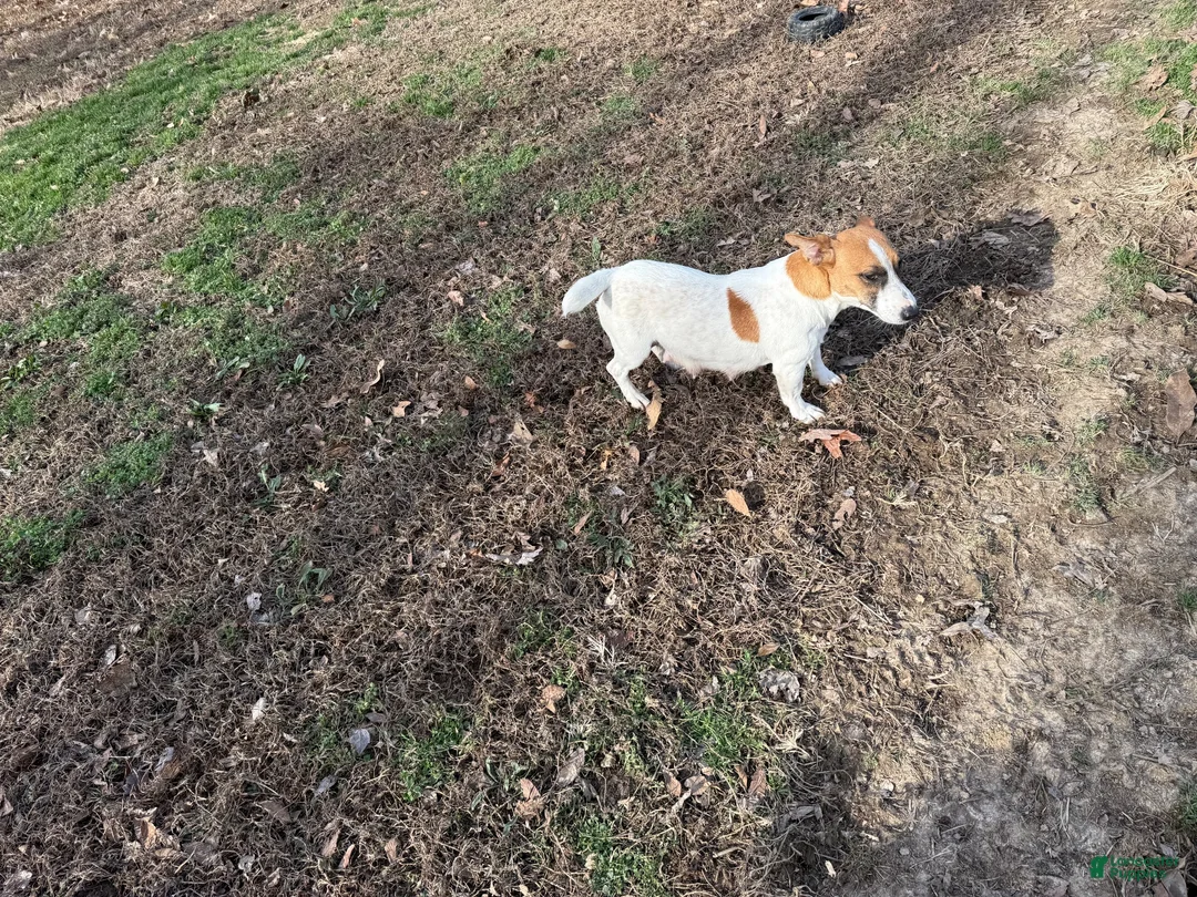 Jack Russell Terrier dogs for sale: UKC Ziggy - Ad 7