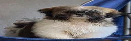 Shih Tzu dogs for sale: Shih Tzu 1 - Ad 1