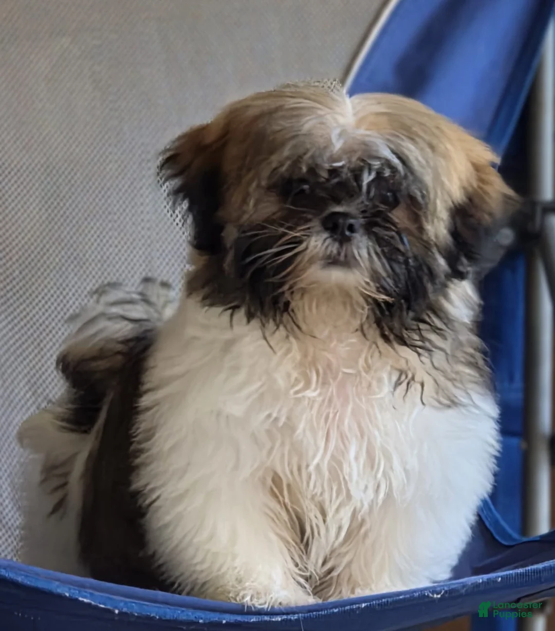 Shih Tzu dogs for sale: Shih Tzu 1 - Ad 1