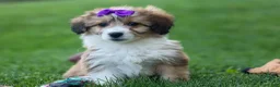 Corgipoo dogs for sale: NELLY - Ad 15