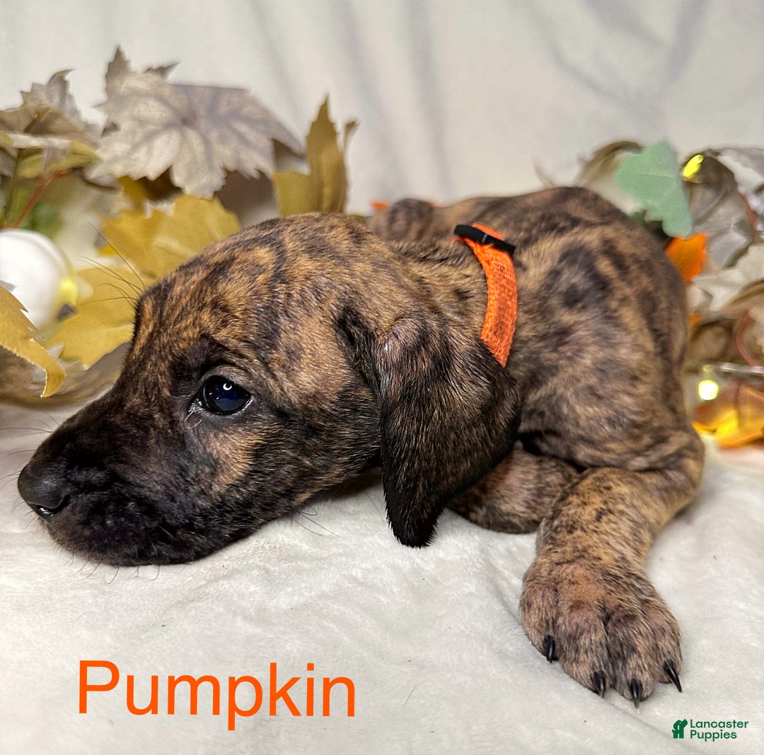 Great Dane dogs for sale: Pumpkin - Ad 4