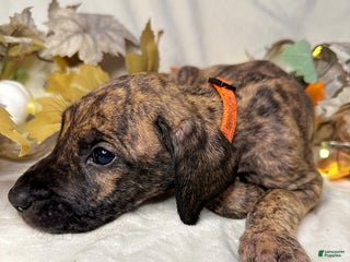 Great Dane dogs Pumpkin - Ad 7