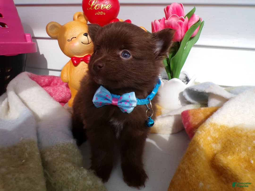 Pomeranian dogs for sale: Pomeranian Puppy 1 Browney - Ad 2