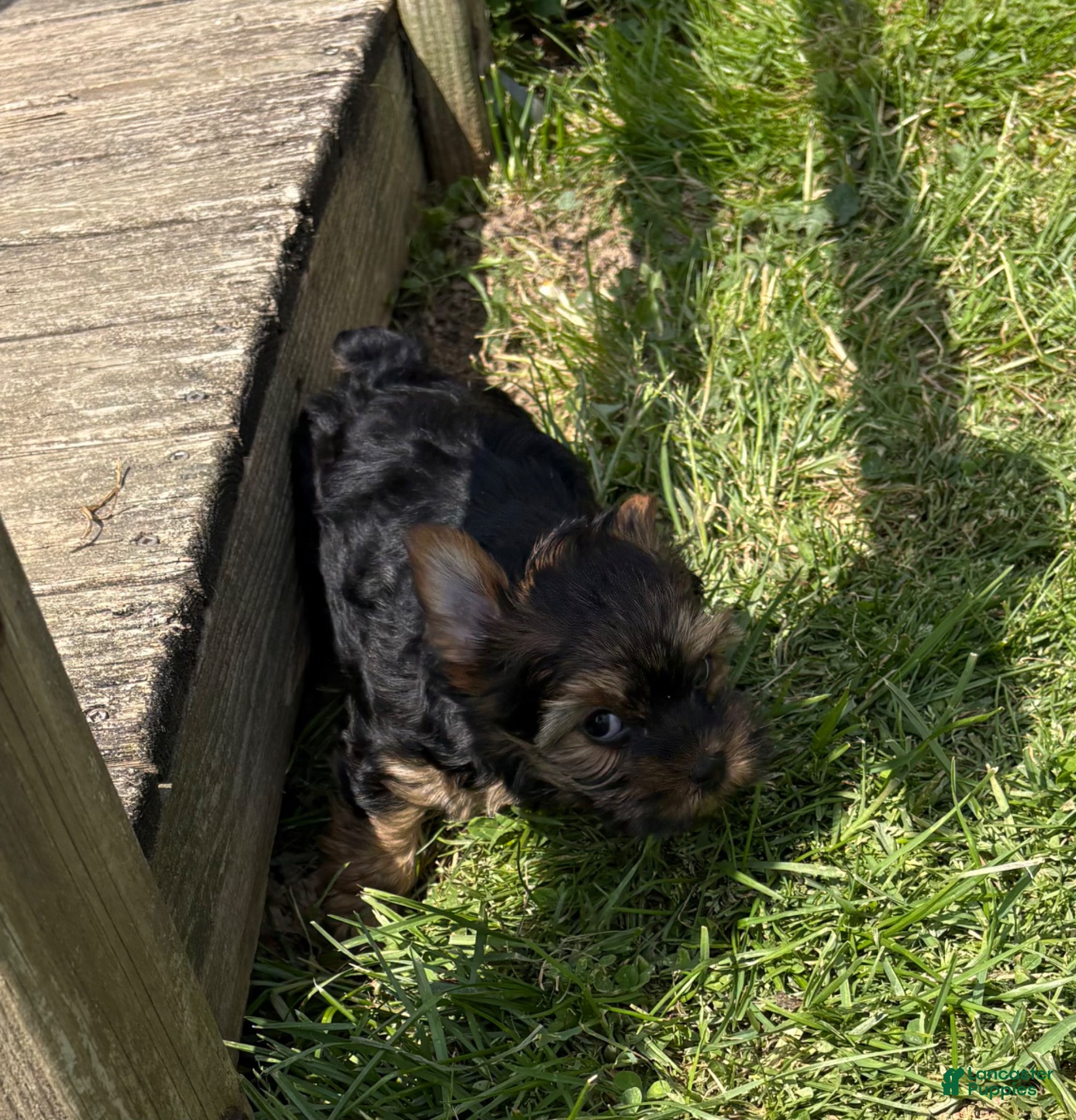 Yorkshire Terrier dogs Yorkshire Terrier Puppy 2 - Ad 1