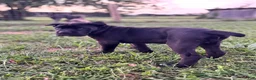 Cane Corso dogs for sale: Bear - ICCF Registered Cane Corso Italian Mastiff - Ad 7