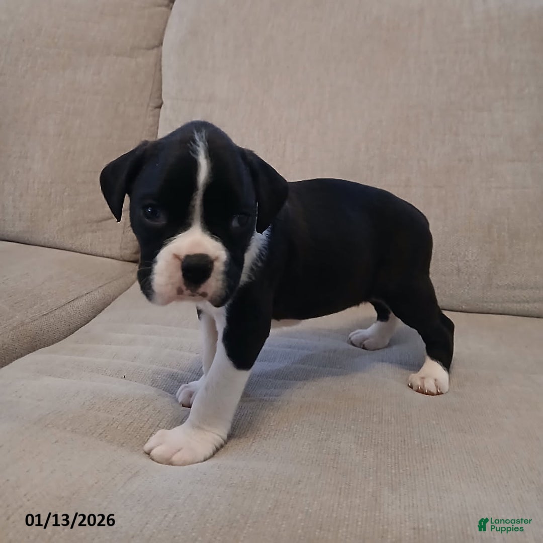 Boxer dogs for sale: Geneva - Ad 4