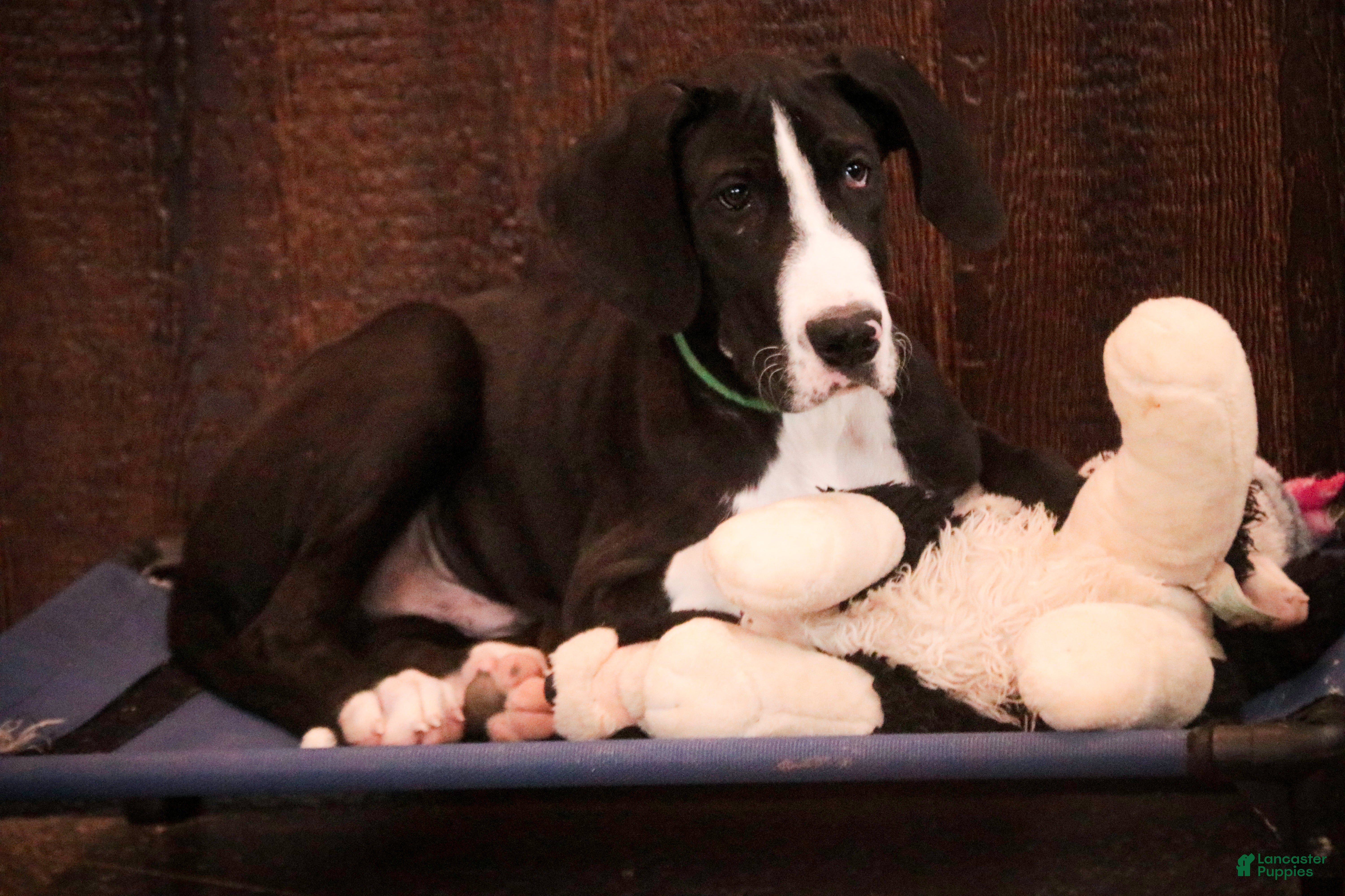 Great Dane dogs Lawrence - Ad 27