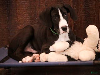 Great Dane dogs Lawrence - Ad 39