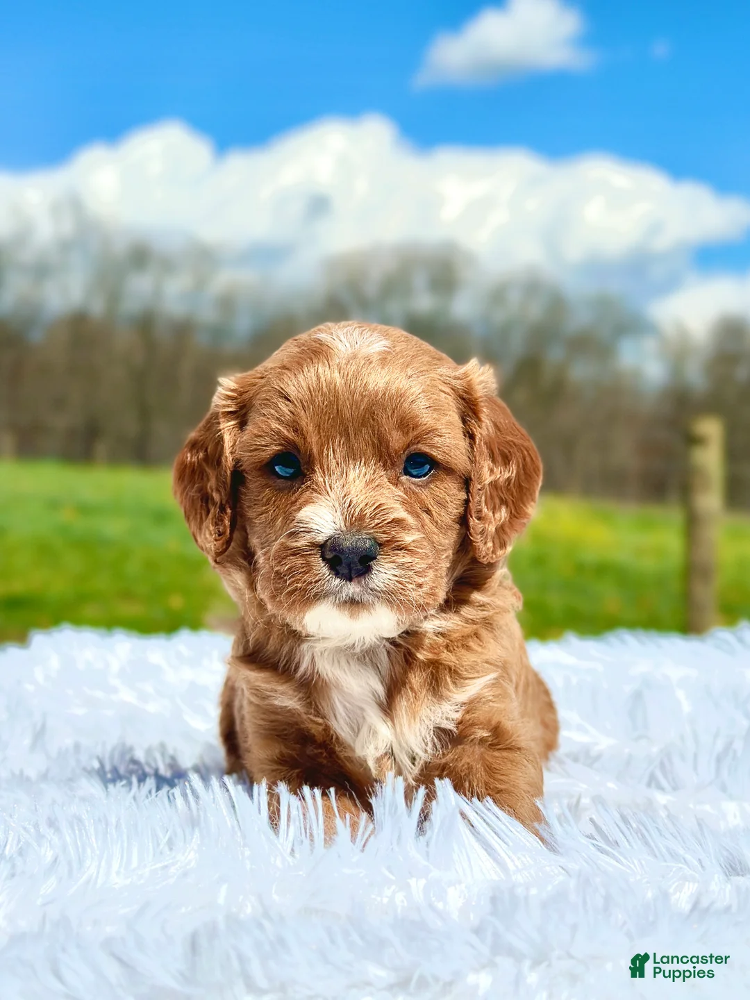 Cavapoo dogs for sale: Joseph - Ad 1