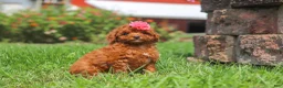 Miniature Poodle dogs for sale: Clover - Ad 4