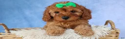 Cavapoo dogs for sale: TRAVIS - Ad 10
