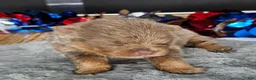Pomeranian dogs for sale: Pepper's The Way You Make Me Feel - "Waylon" - Ad 36
