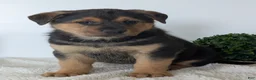 Mixed Breed dogs for sale: Harley - Ad 4